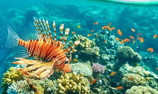 Sharm-El-Sheikh-ocean-slider-pckgs-1920×940