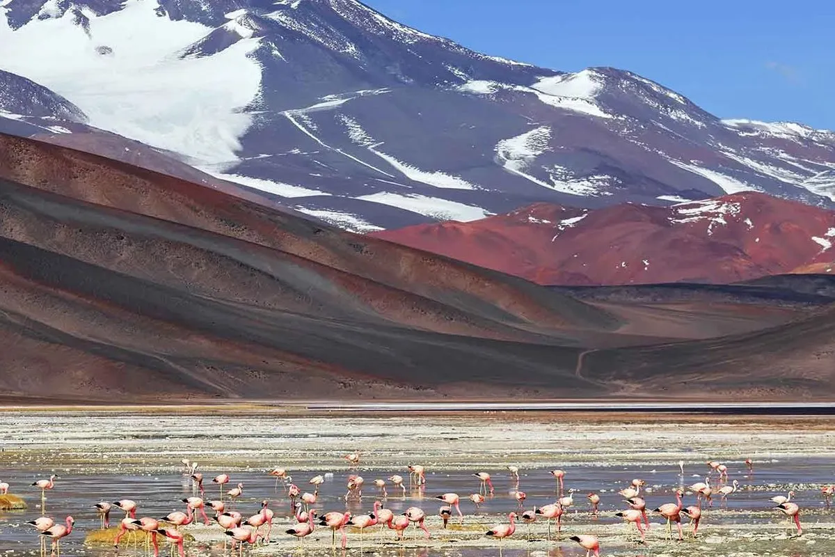 argentina-latin-america-mountain-flamingo
