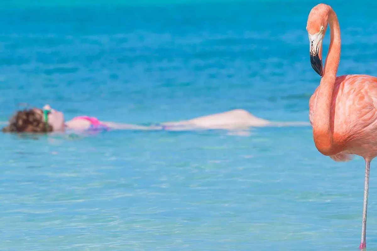 aruba-central-america-caribbean-flamingo