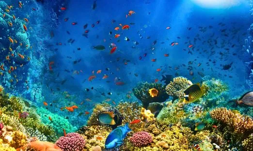 banner-fiji-island (2)