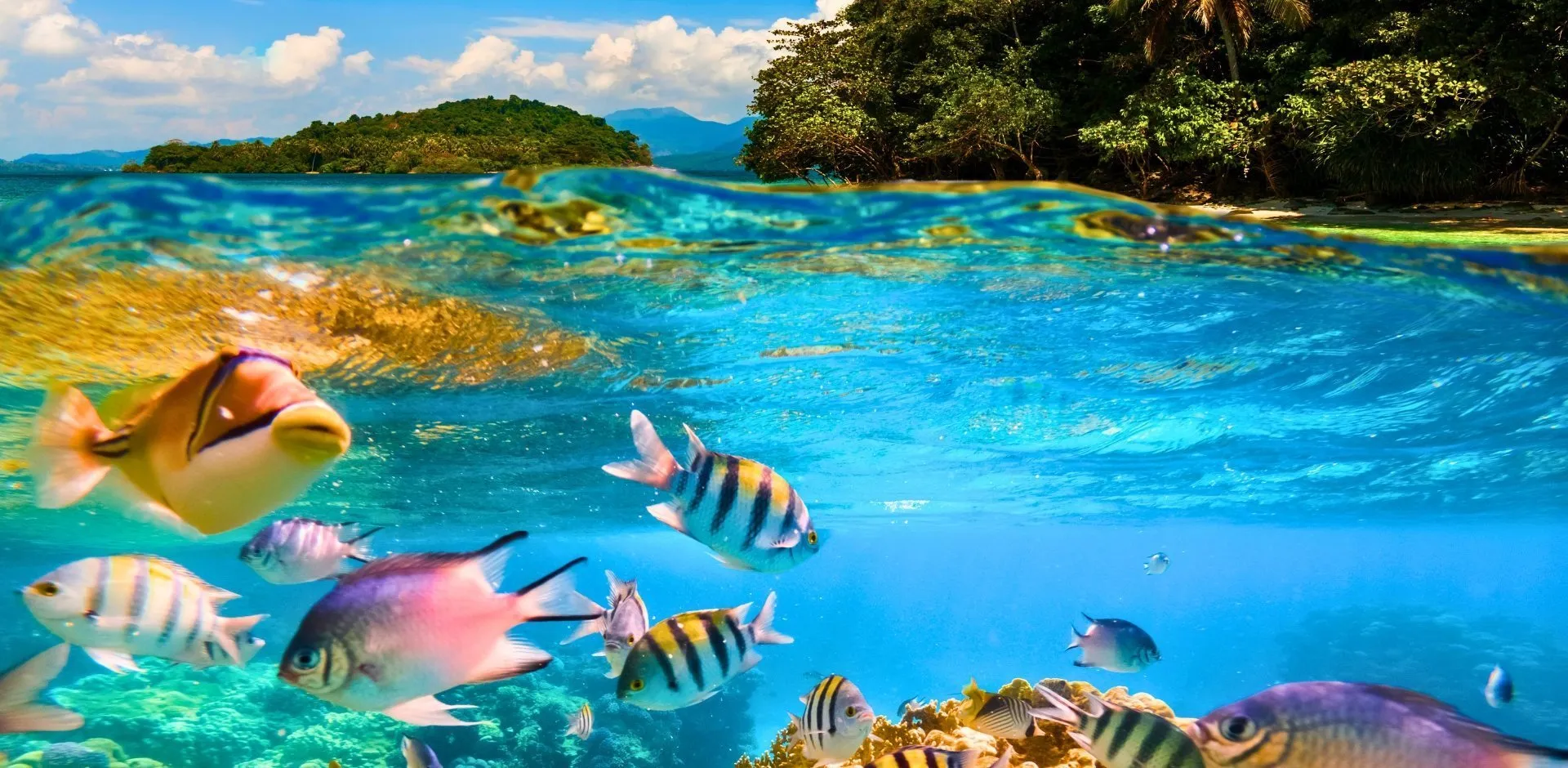 banner-fiji-island (4)