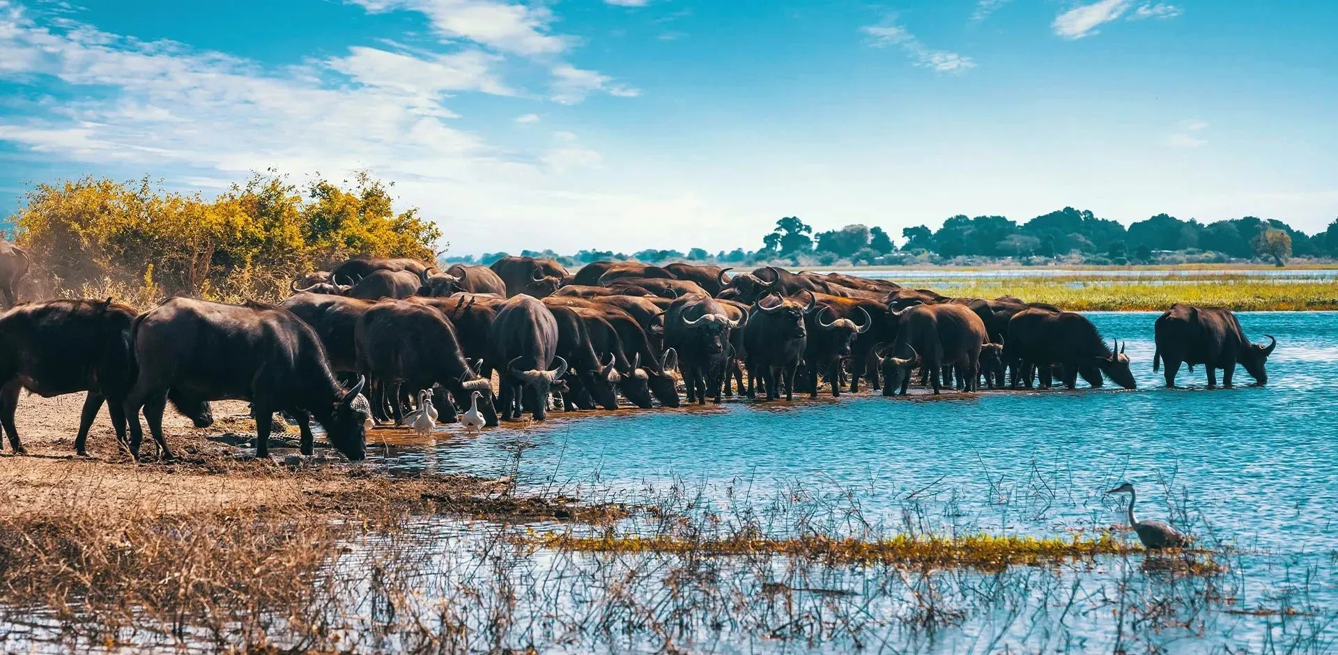 botswana-africa-banner