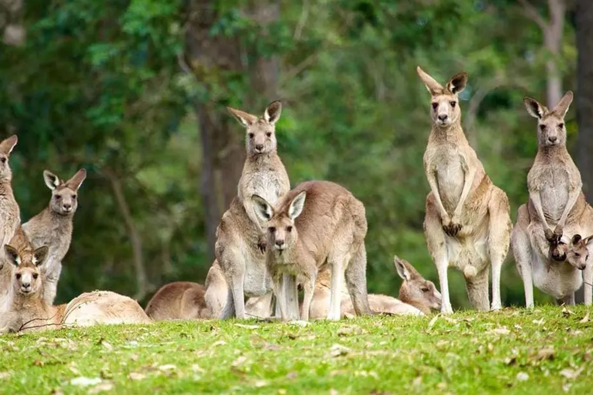 brisbane-oceania-kangaroos