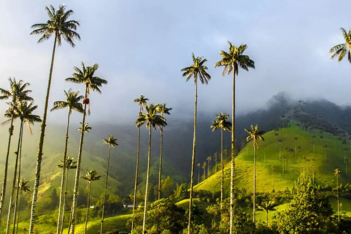 colombia-latin-america-palm-trees