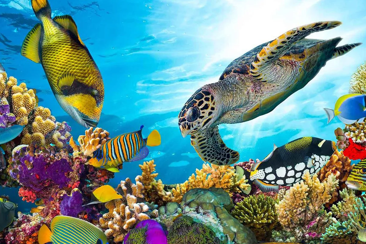 fiji-islands-oceania-ocean-turtle