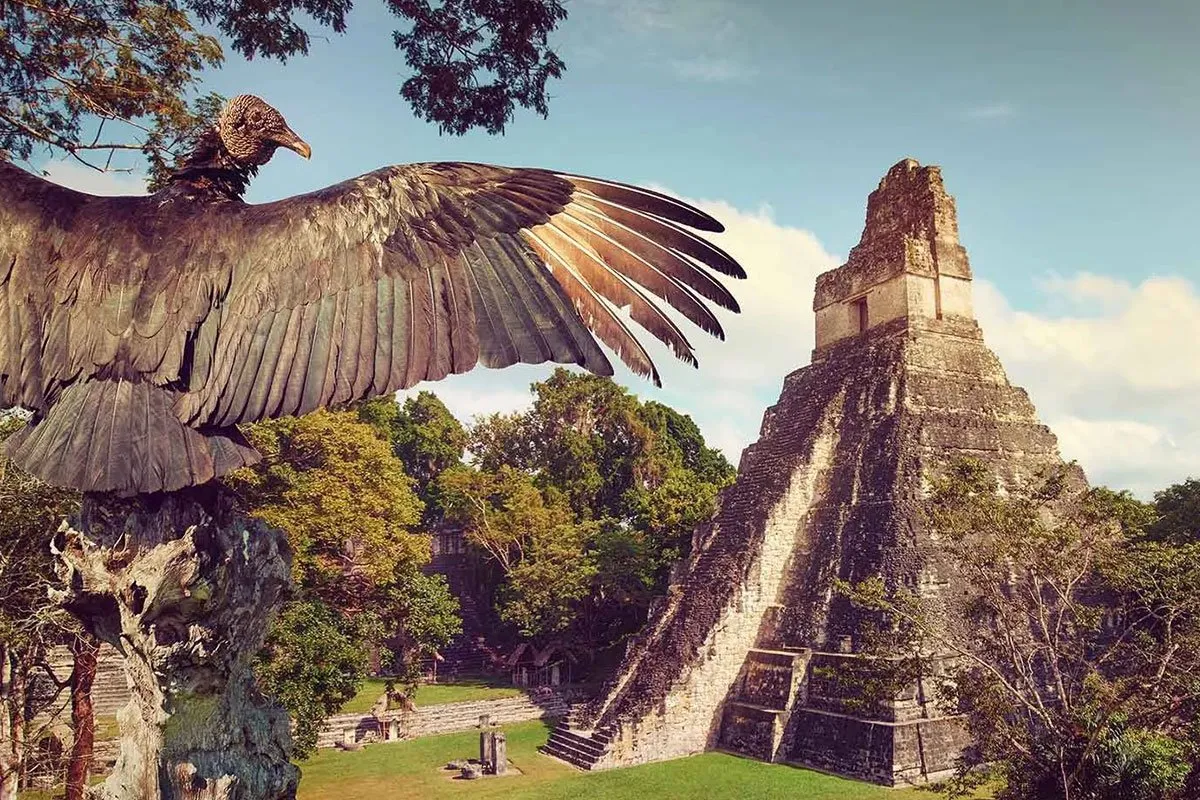 guatemala-central-america-caribbean-vulture-temple