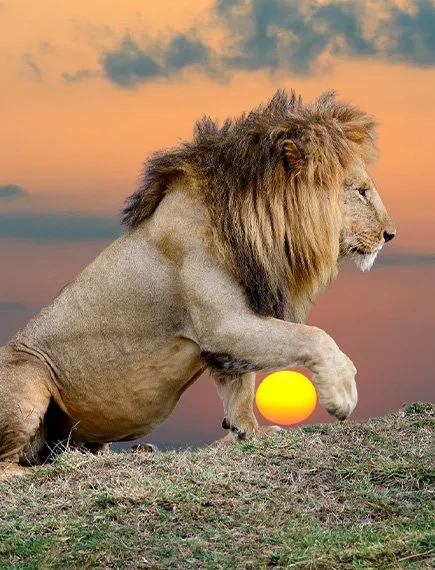 inspiration-safari