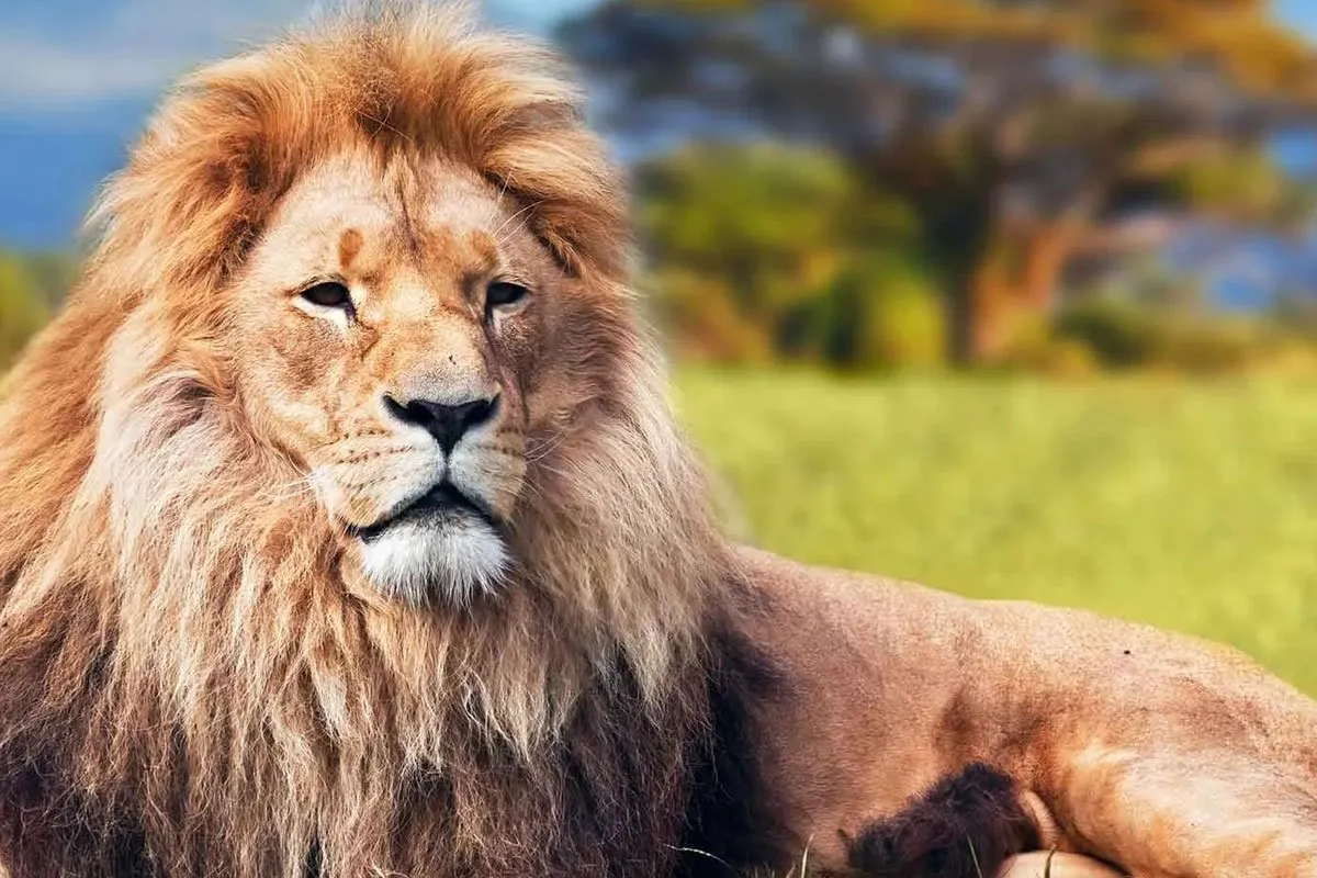 kenya-africa-lion