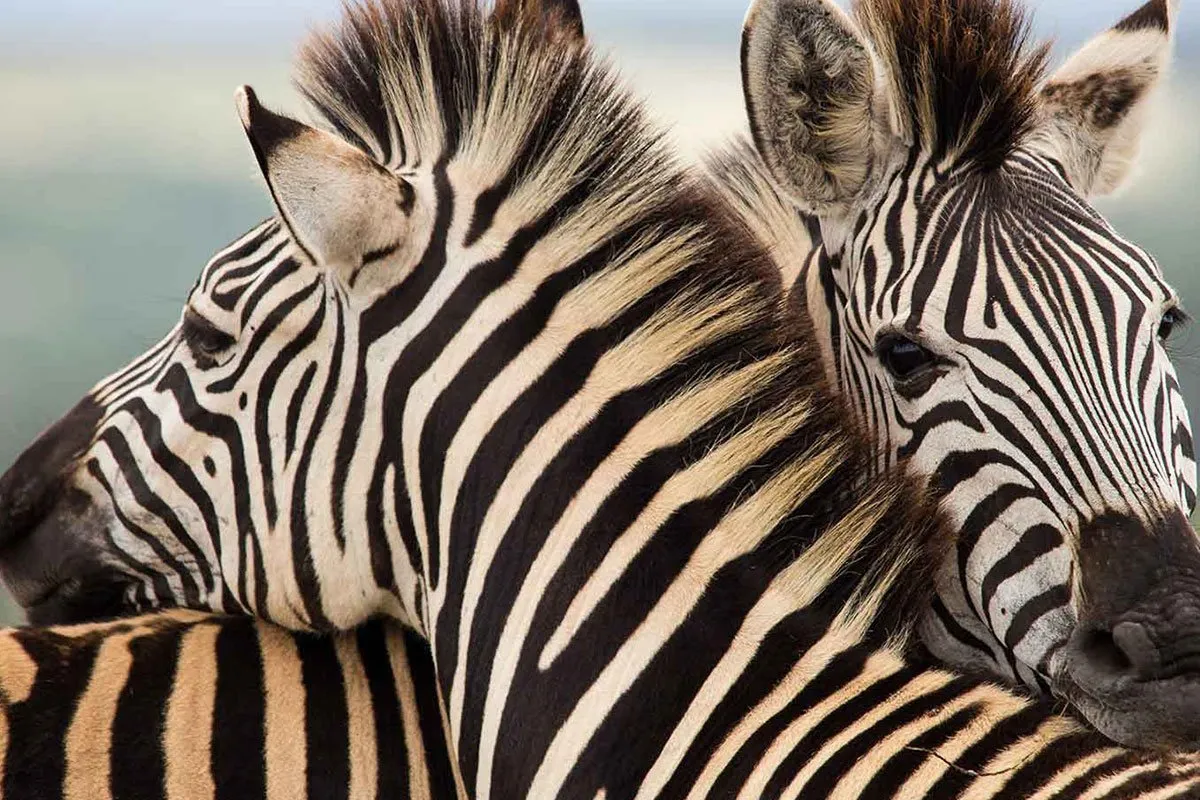 kenya-africa-zebras