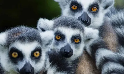 madagascar-africa-lemurs
