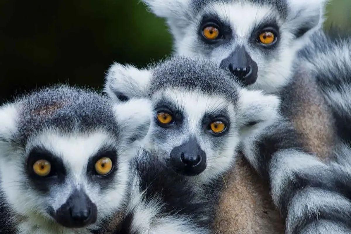 madagascar-africa-lemurs