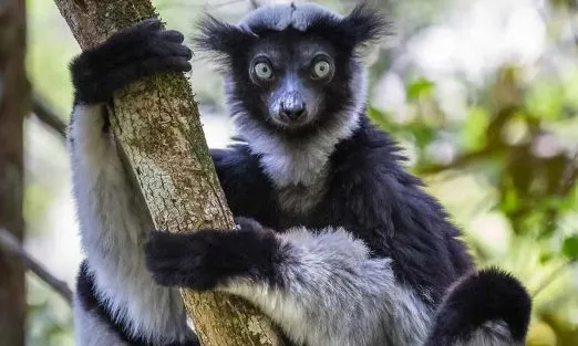 madagascar-africa-tree-lemur