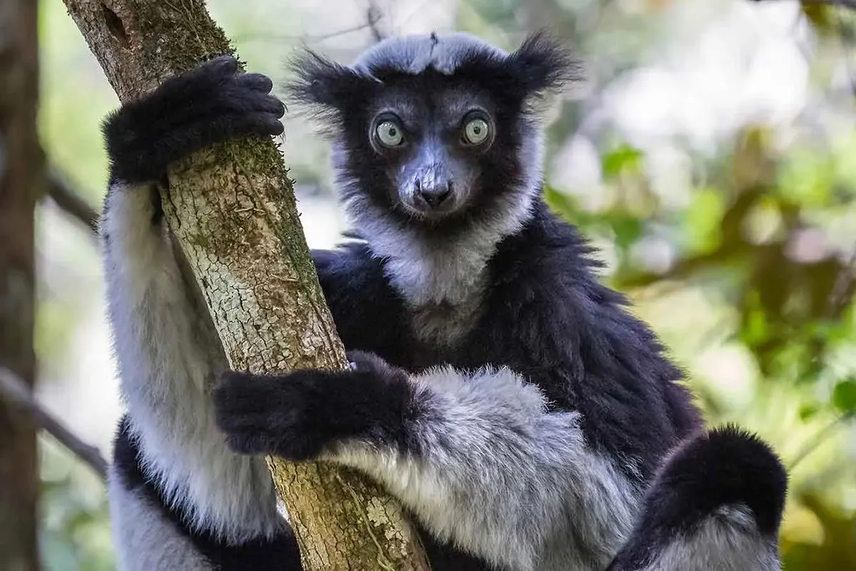 madagascar-africa-tree-lemur