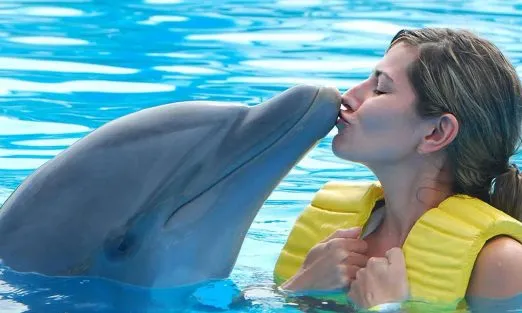 mauritius-africa-dolphin