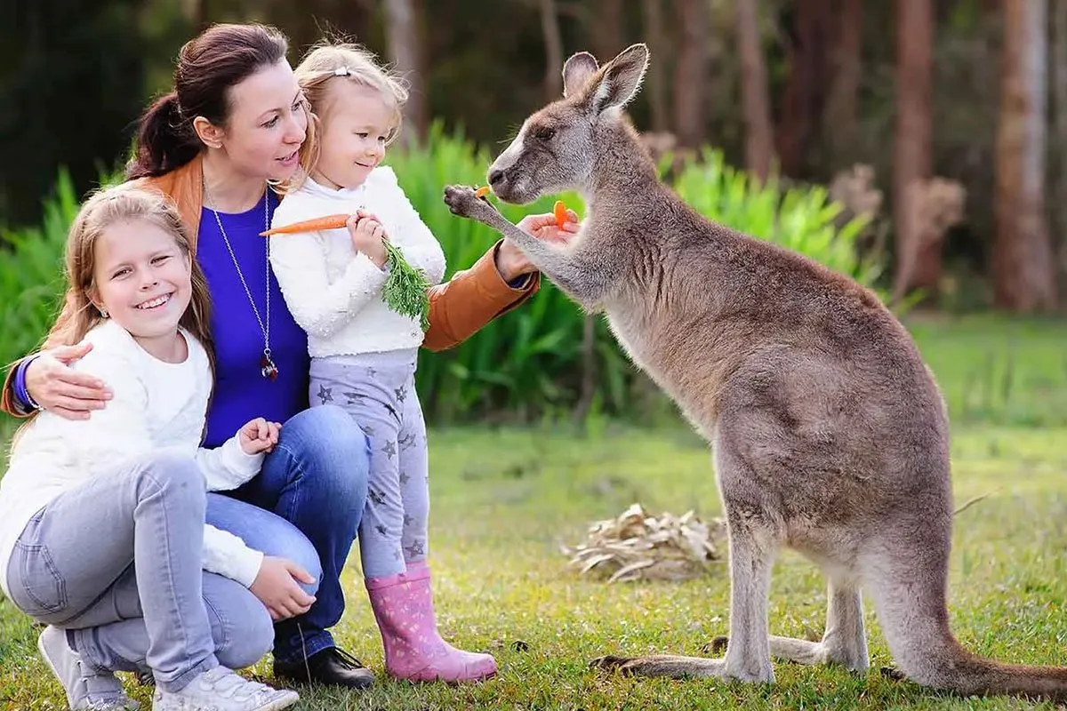 melbourne-oceania-kangaroo