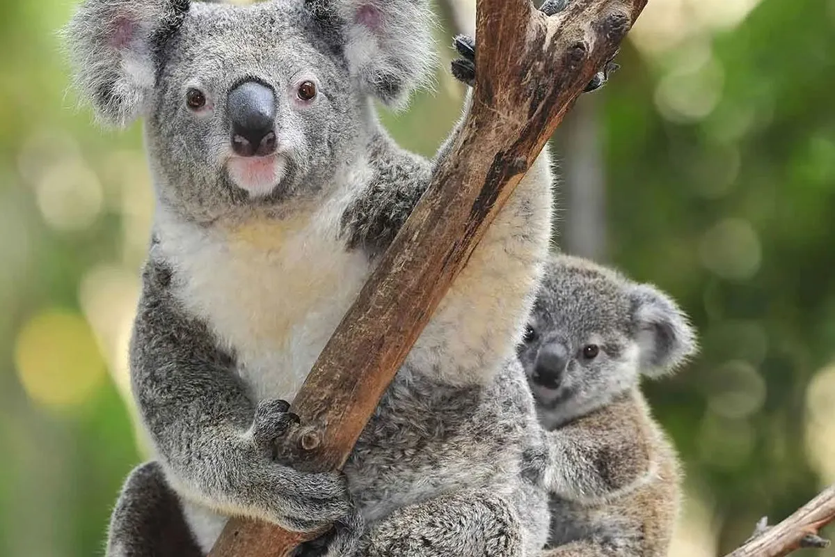 melbourne-oceania-koala
