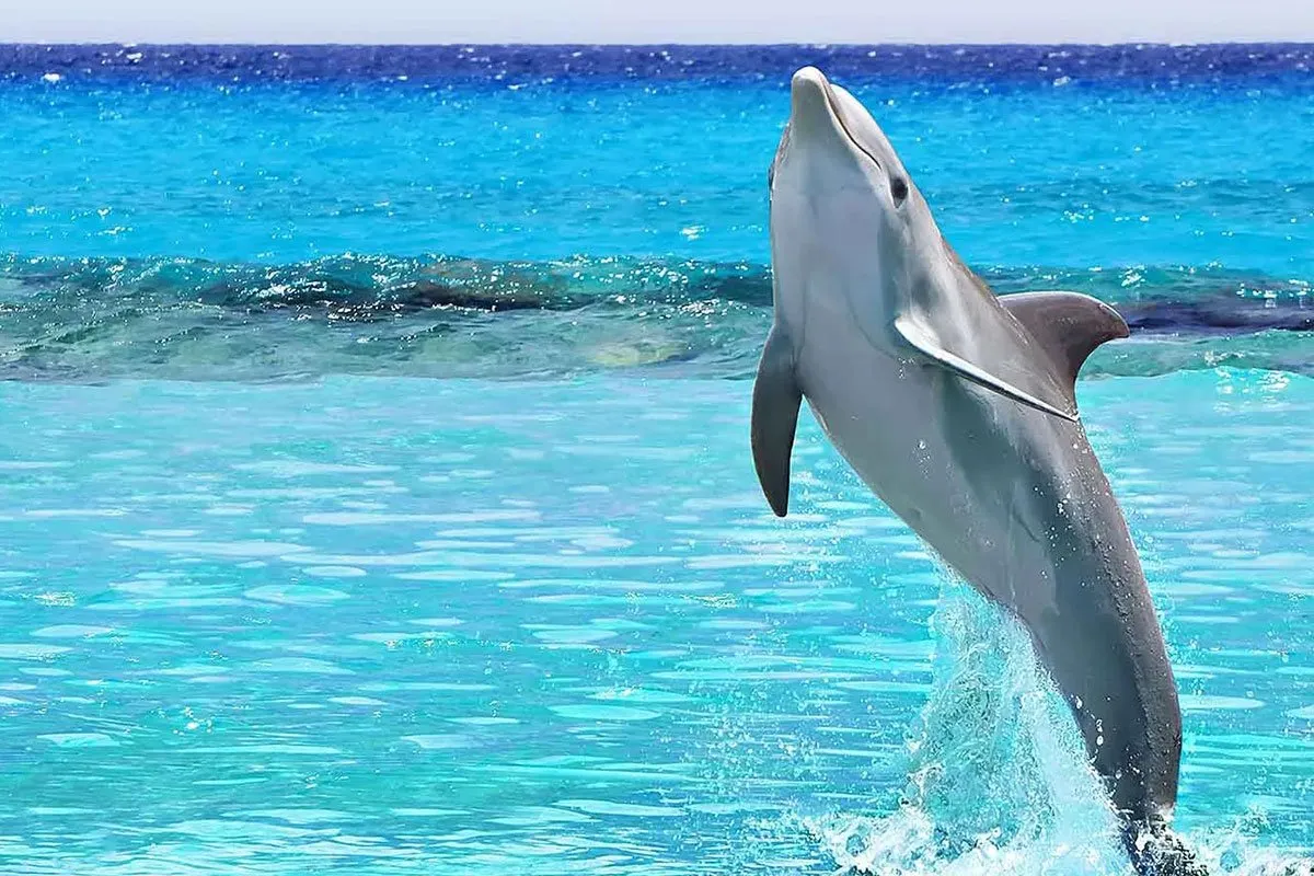 mexico-cancun-central-america-caribbean-dolphin
