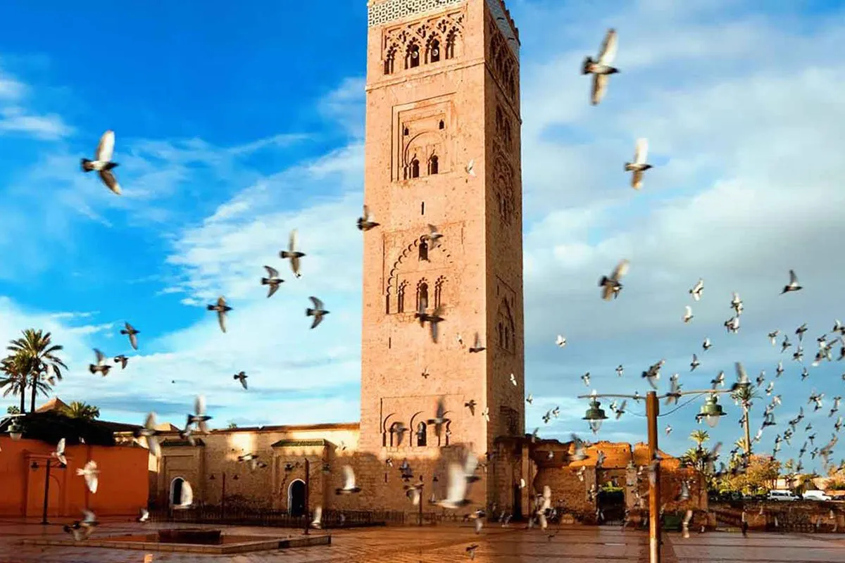 morocco-africa-birds-central
