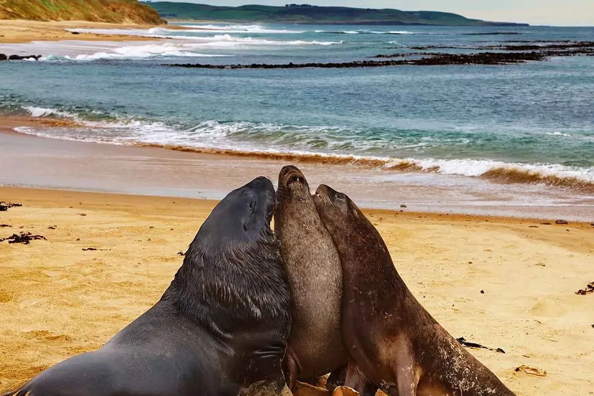 new-zealand-oceania-sea-lions