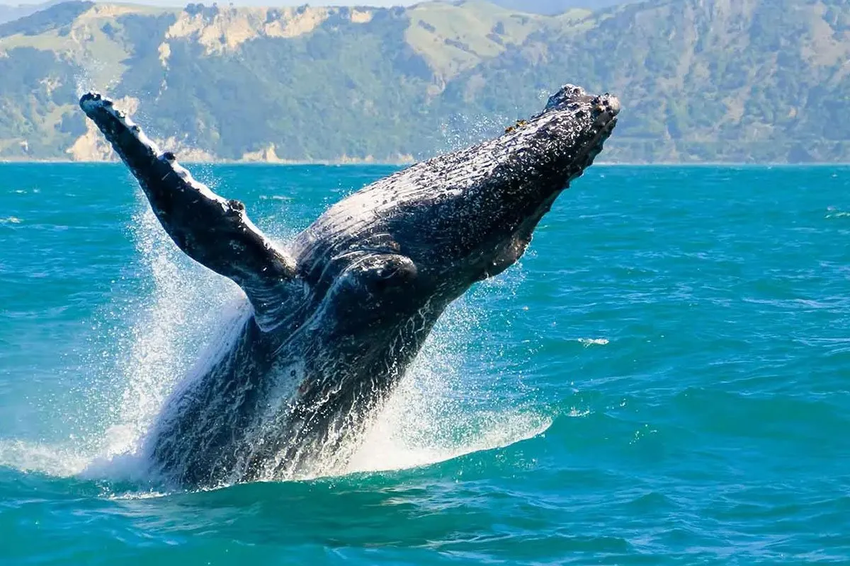 new-zealand-oceania-whale