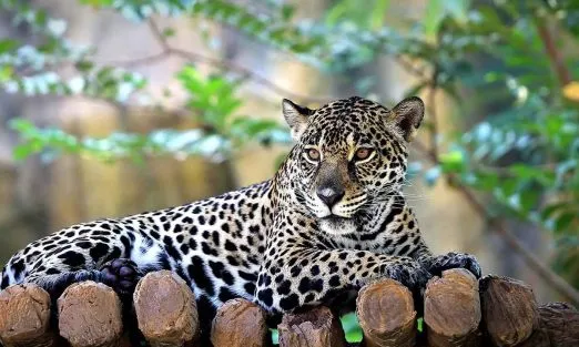 saint-lucia-central-america-caribbean-leopard