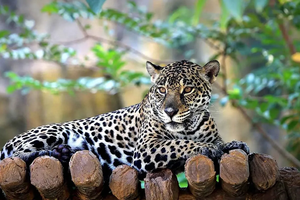 saint-lucia-central-america-caribbean-leopard