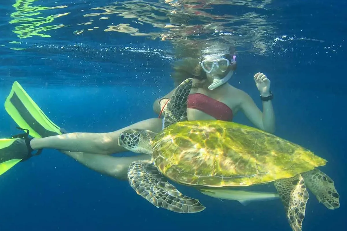 seychelles-africa-turtle-swim