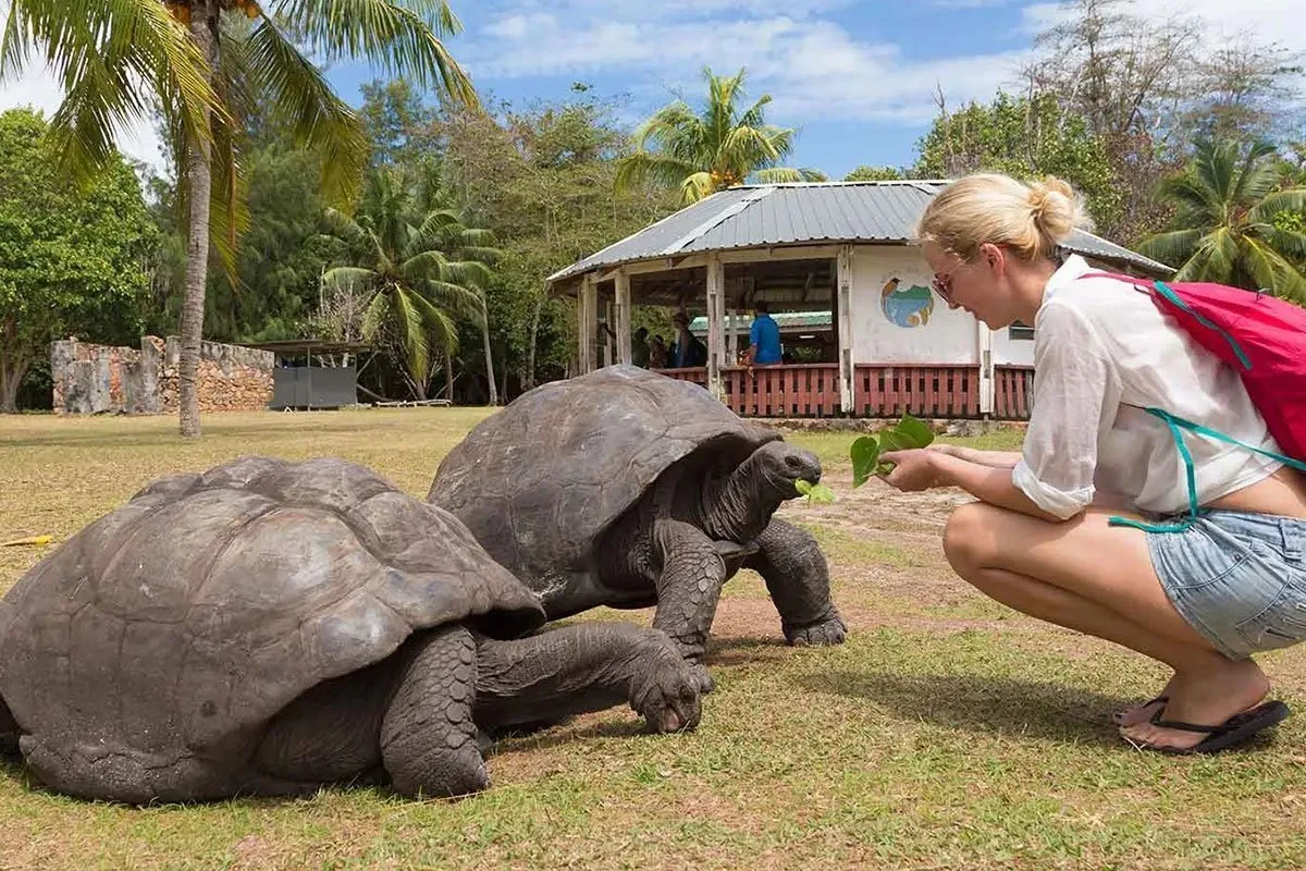 seychelles-africa-turtles