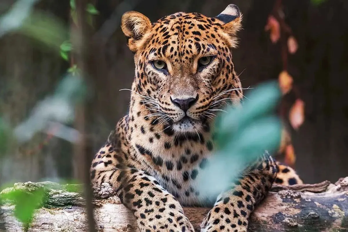 sri-lanka-asia-leopard