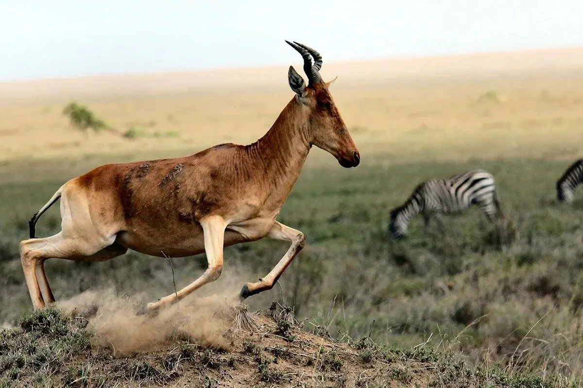 tanzania-africa-gazelle