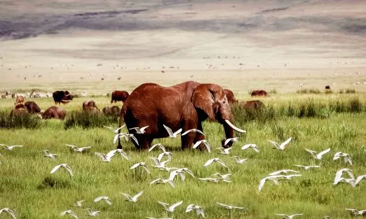 tanzania-elephants-slider-pckgs-1920×940
