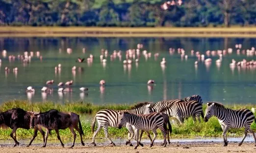tanzania-zebras-slider-pckgs-1920×940
