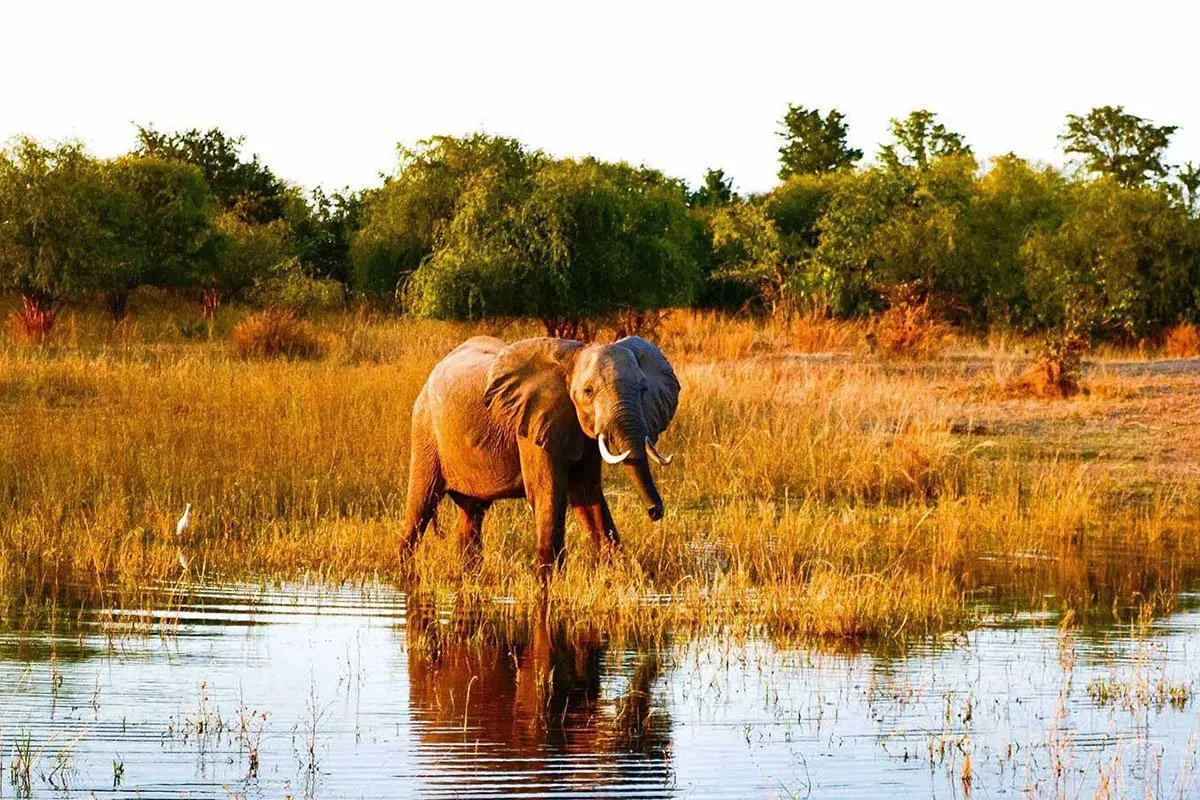 zimbabwe-africa-elephant