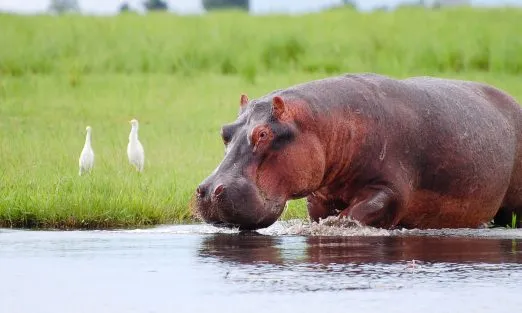 Botswana-Hippopotamus-Chobe National-Park-slider