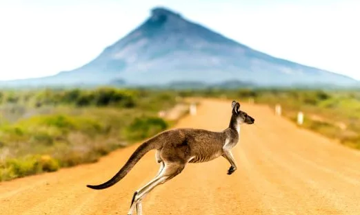 australia-kangaroo-slider