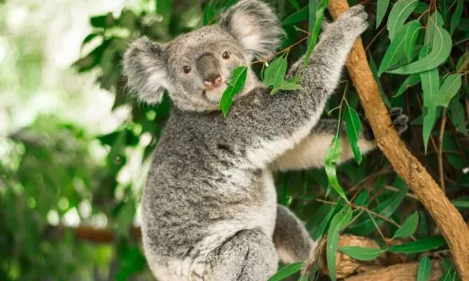 australia-koala-slider