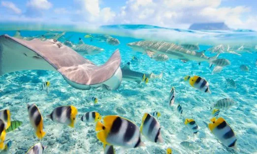 bora-bora-french-polynesian-underwater-slider