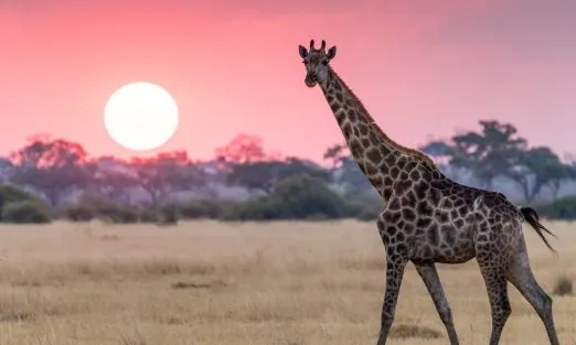 botswana-giraffe-savuti-slider