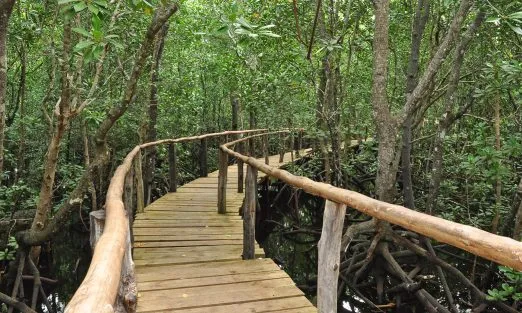 zanzibar-mangrove-slider-pckgs-1920×940