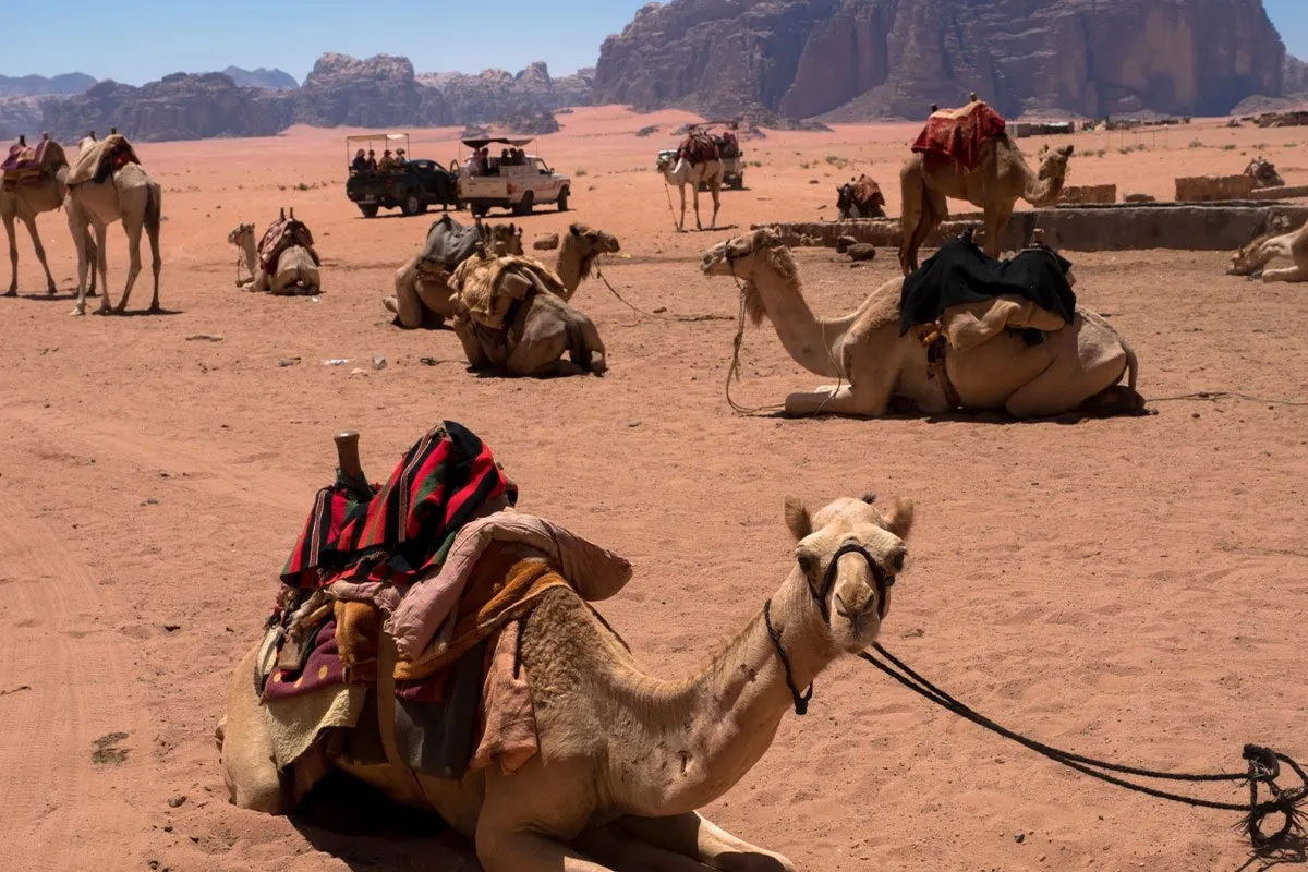 jordan-asia-camels