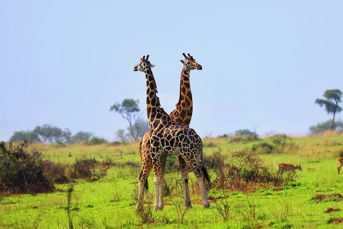 uganda-africa-girrafe