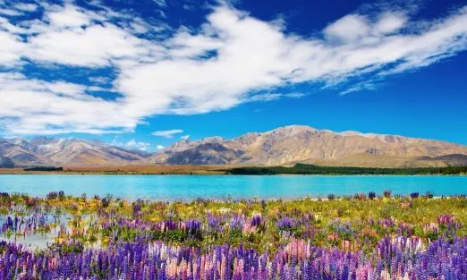 NEW ZEALAND – SLIDER (3)