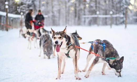 lapland-slider (7)