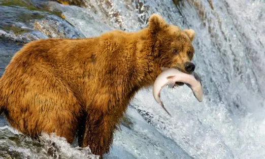 Alaska-Bear-catches fish-slider